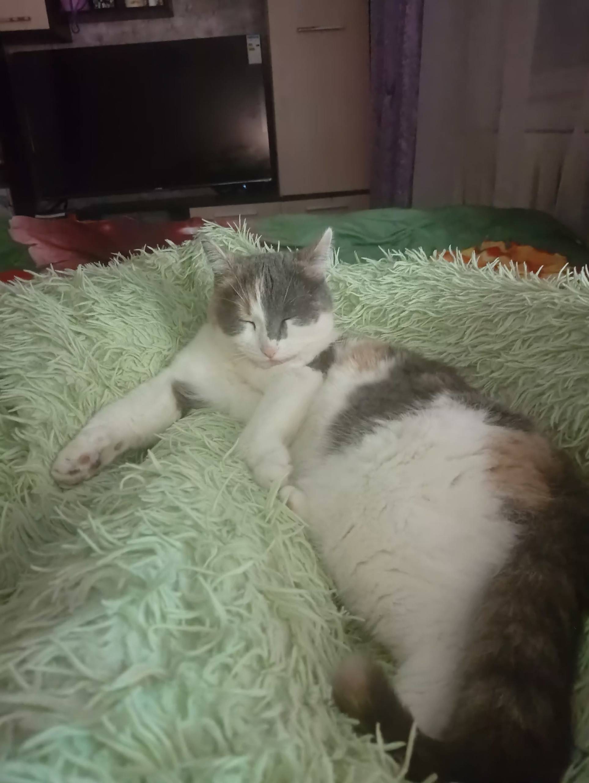 Пропала кошка, д. Митькино