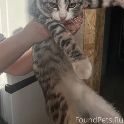 Найден кот, Восточный район
