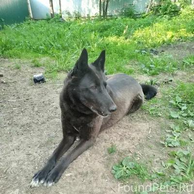 Пропала собака, без породы и клички