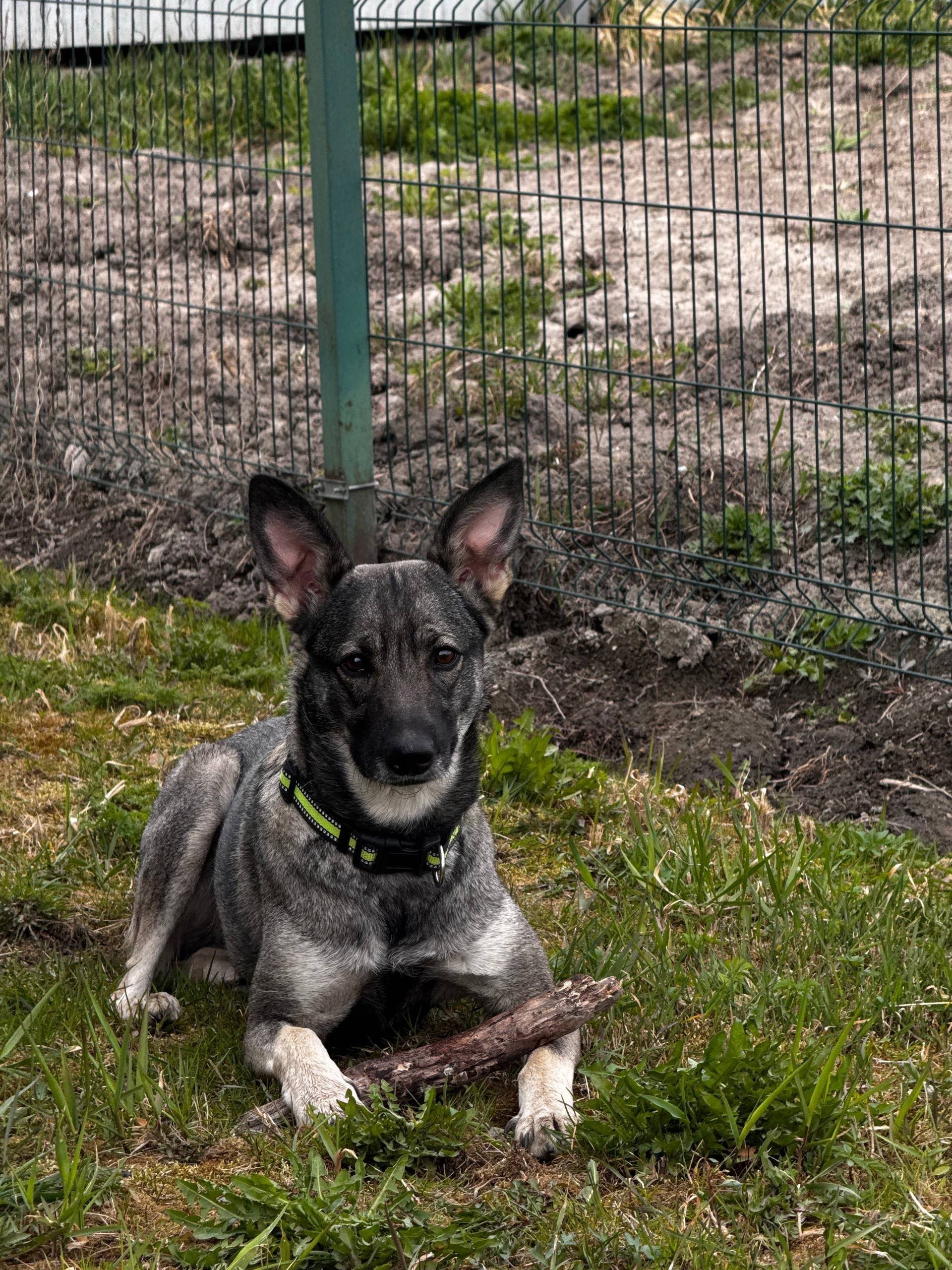 Найден щенок, Колпино