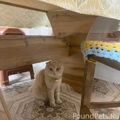 Пропала кошка, место не указано