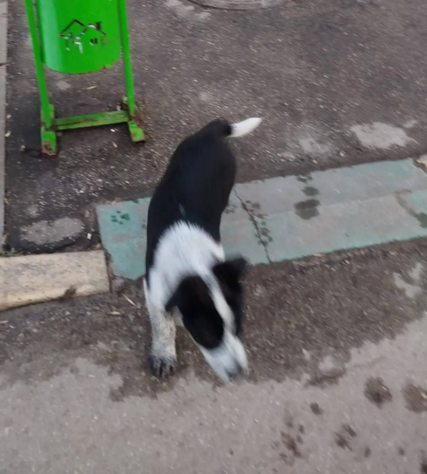 Найден щенок, Автозавод, Южное шоссе