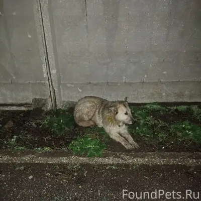 Найден пёс, Новокуйбышевск, возле депо