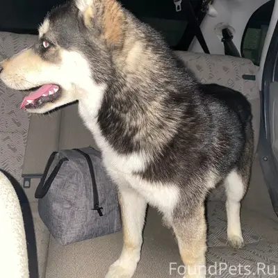 Найден щенок Хаски, Любимовка