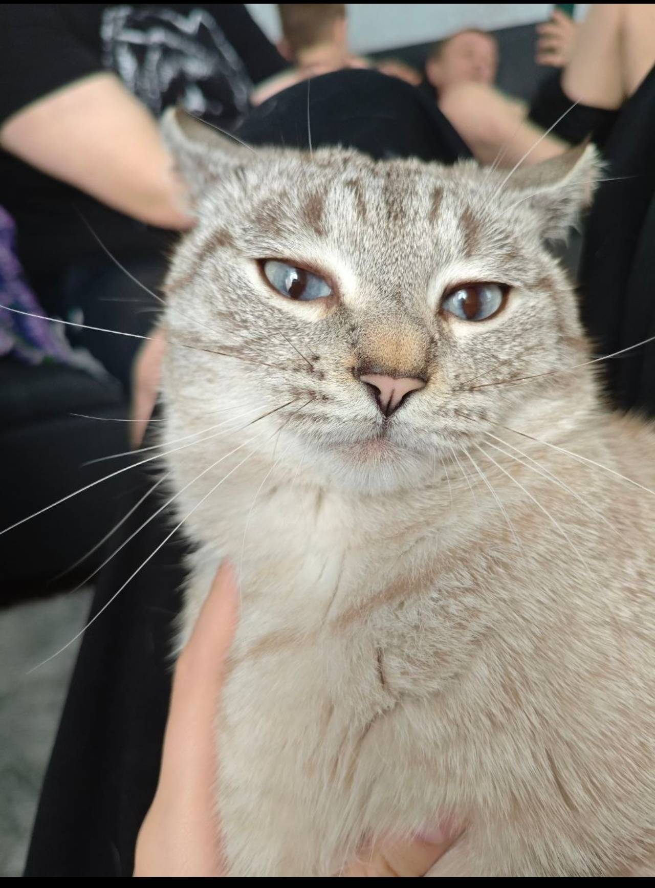 Пропал кот Каспер, улица Куйбышева и пер. Зелёный