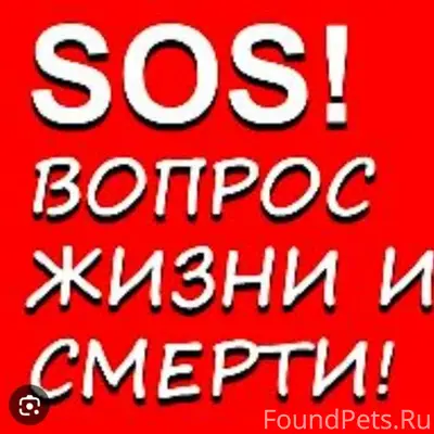 Найден подсосный слепой котёнок, Красносельский район