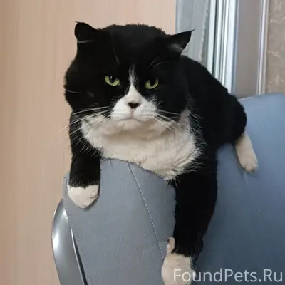 Пропал кот, Дивеево