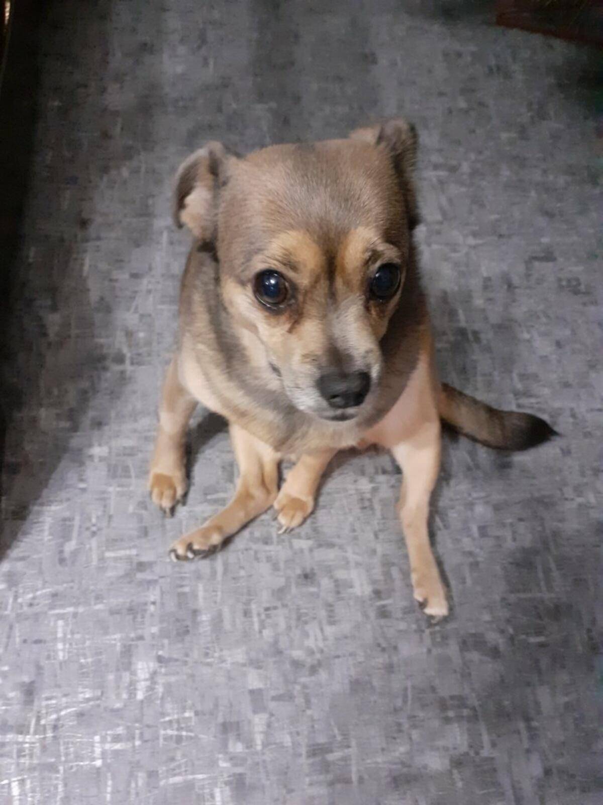 Пропала собака, район апельсина