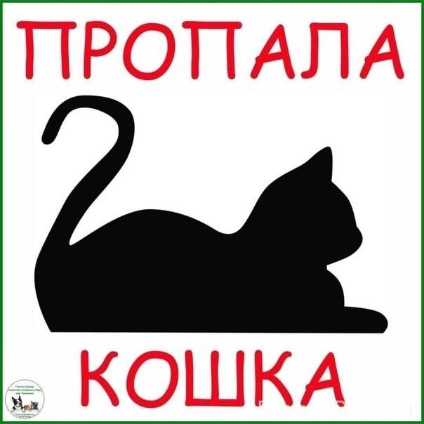 Пропала кошка Моничка, Бузулук