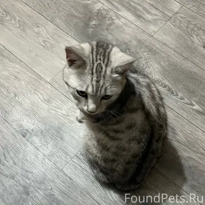 Найден кот, микрорайон Восточный