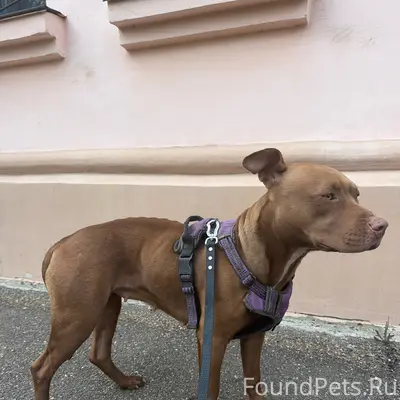 Найден а дворняга, район Авроры