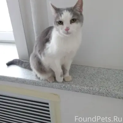 Найден кот, Краснофлотская
