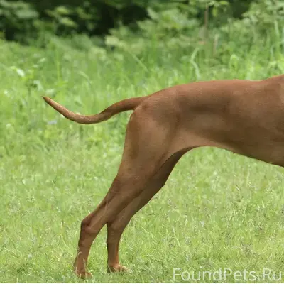 Найден щенок, Горная