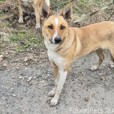 Найдена собака, д. Кузнецы Павловский Посад