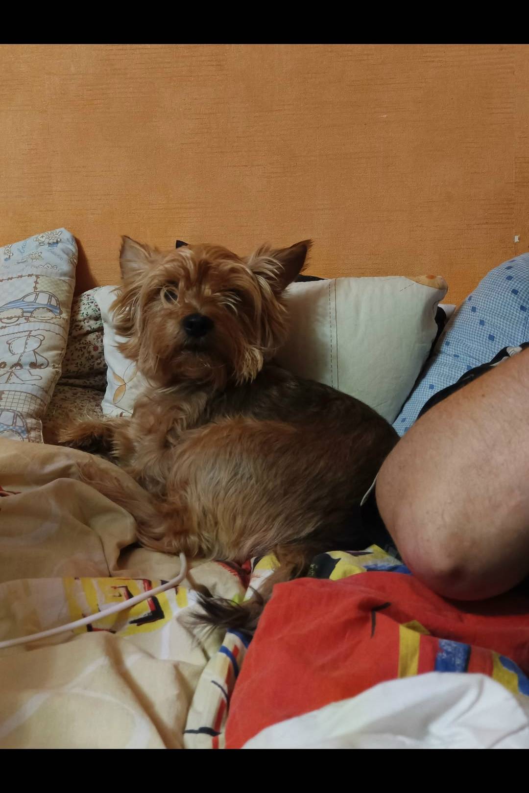 Пропала Йорк, Павлино 18