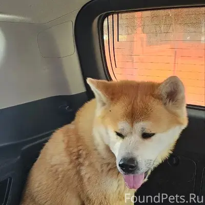 Найден Акита Ину Рокки, Балашиха