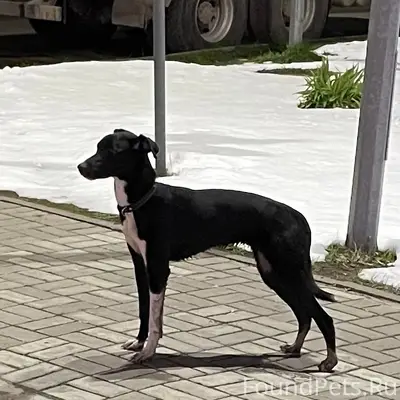 Найдена собака, улица Голубева