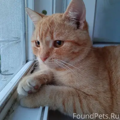 Пропал кот, Новое Хмелевое