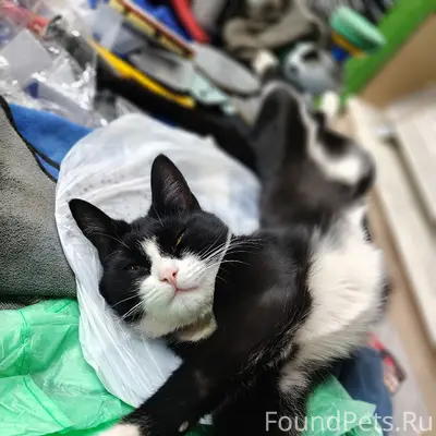 Пропала кошка, район «Хинкальной»/Майданово