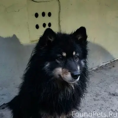 Найден пёс, район ТЦ «Апельсин»