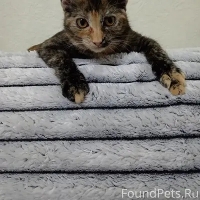 Пропала кошка Маша, район Портовой