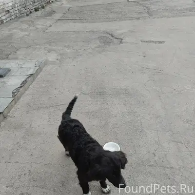 Пропала собака, Промстроевская