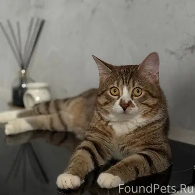 Пропал кот Кицуня, Красногвардейский район