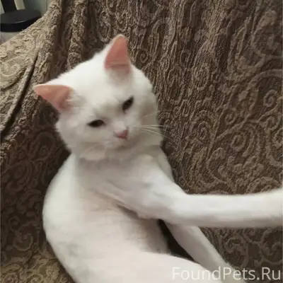 Пропал белый кот, свяжитесь по номеру