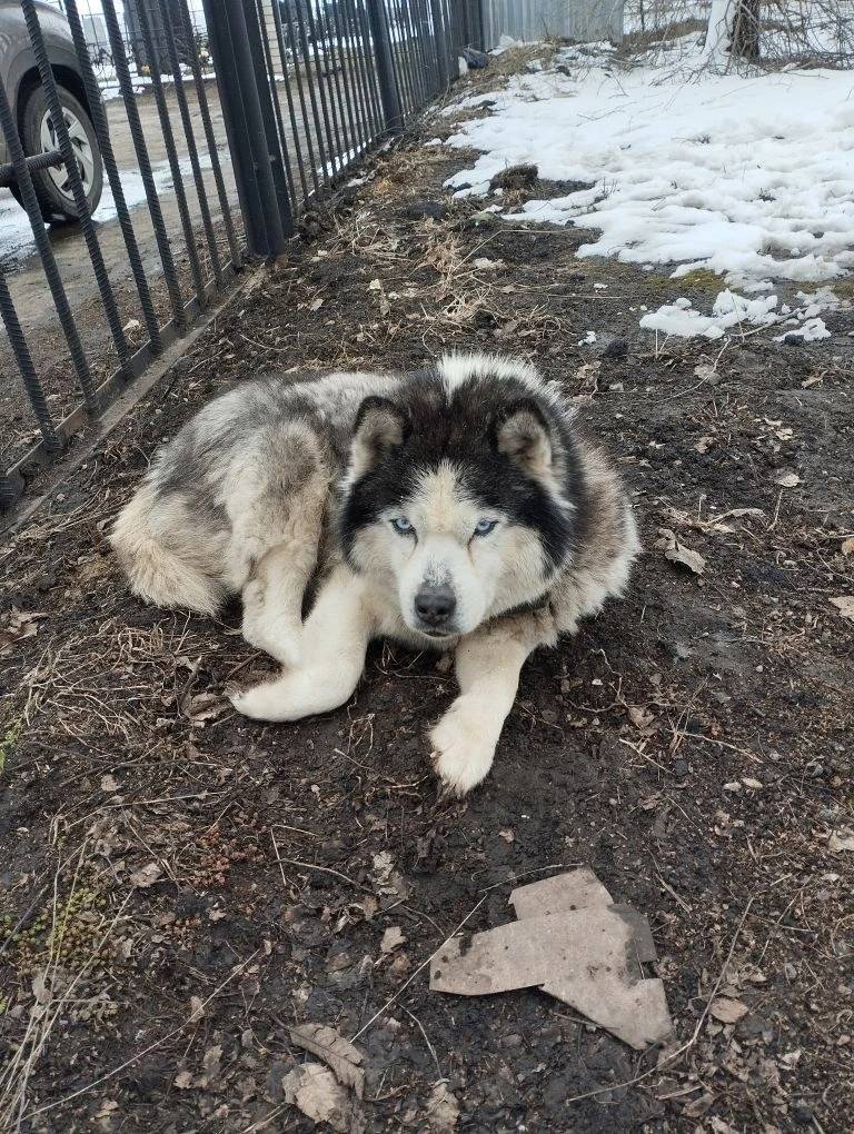 Найден пёс, село Захарово