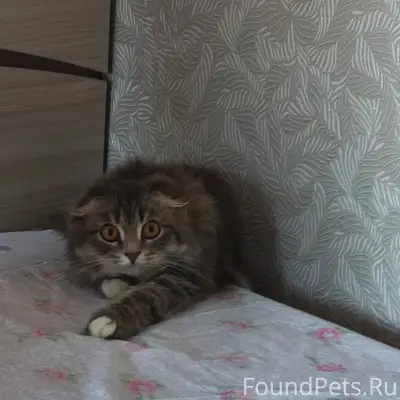 Пропала вислоухая кошка Муся, переулок Южный