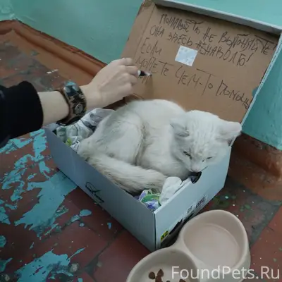 Найдена кошка, хромает, улица Столетова