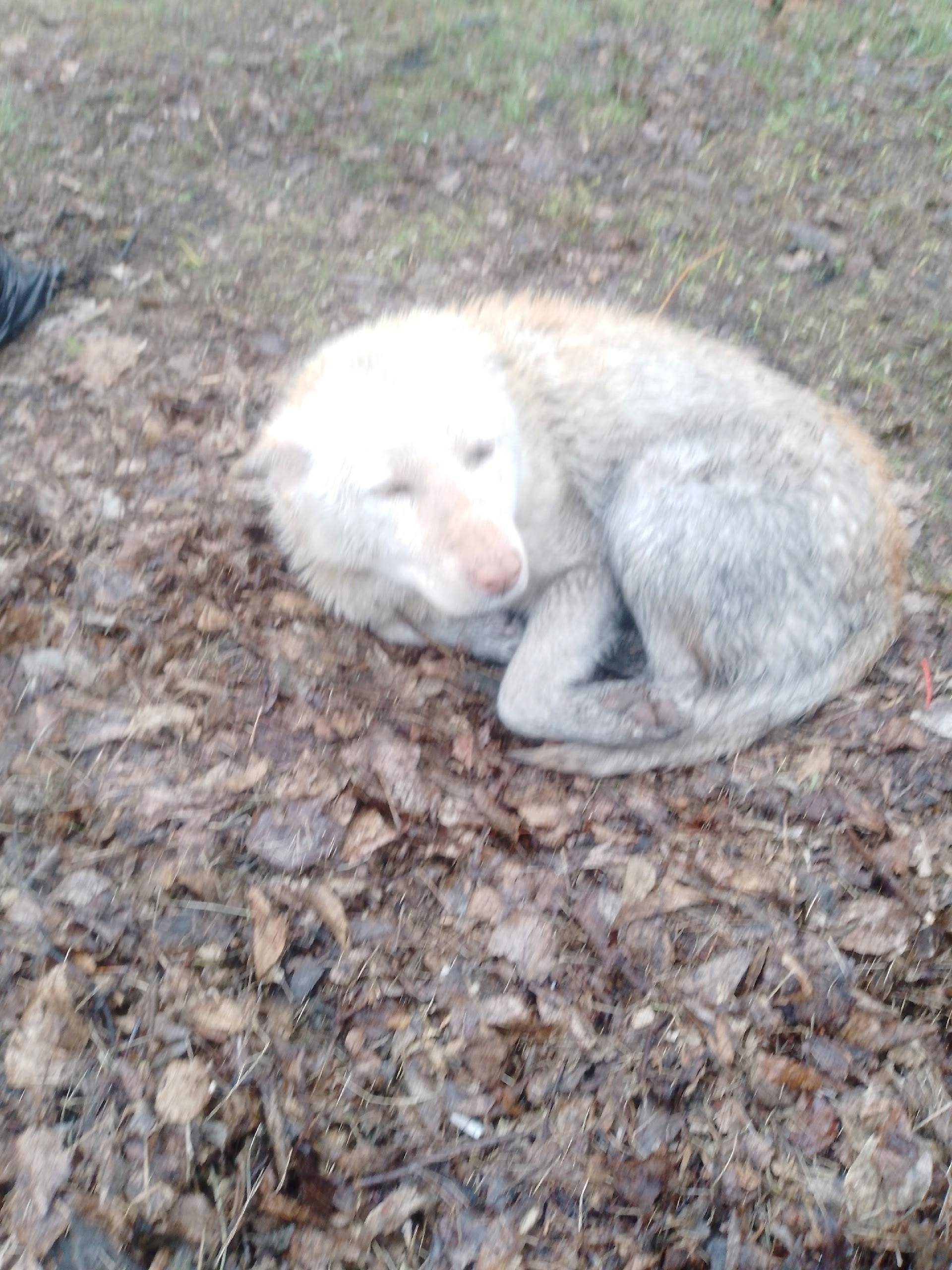 Найден контактный добрый пёс