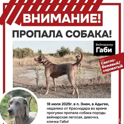 Пропала веймарская легавая Габи, п. Энем