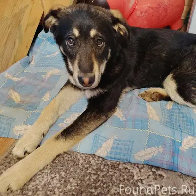 Найдена собака, СНТ Содышка