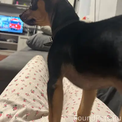 Пропал кобель Веня, Куйбышевский посёлок