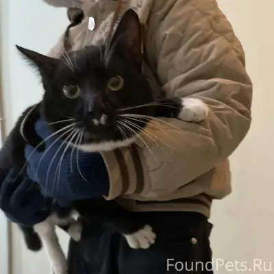 Найден кот, Арктическая 18