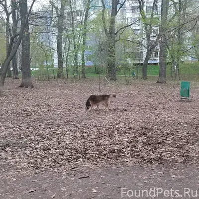 Найден пес в ошейнике, возможно потерялся, [сквер около 139 школы]
