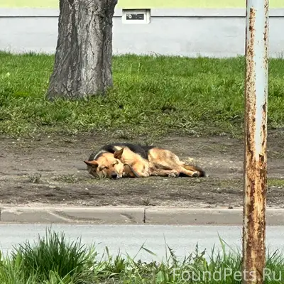 Найден пёс с ошейником, ищет хозяина