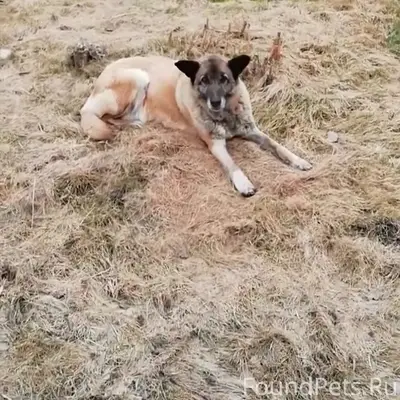 Найденна собака, СНТ 'Любитель'