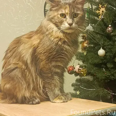 Пропала кошка, переулок Стрелецкий