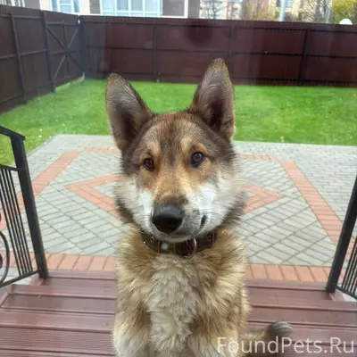 Пропал пёс Гард, район Парка ветеранов