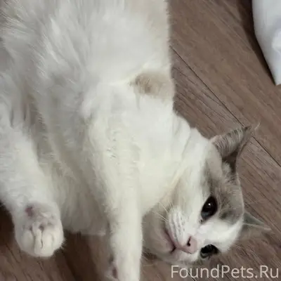 Пропала кошка, Восточная 10