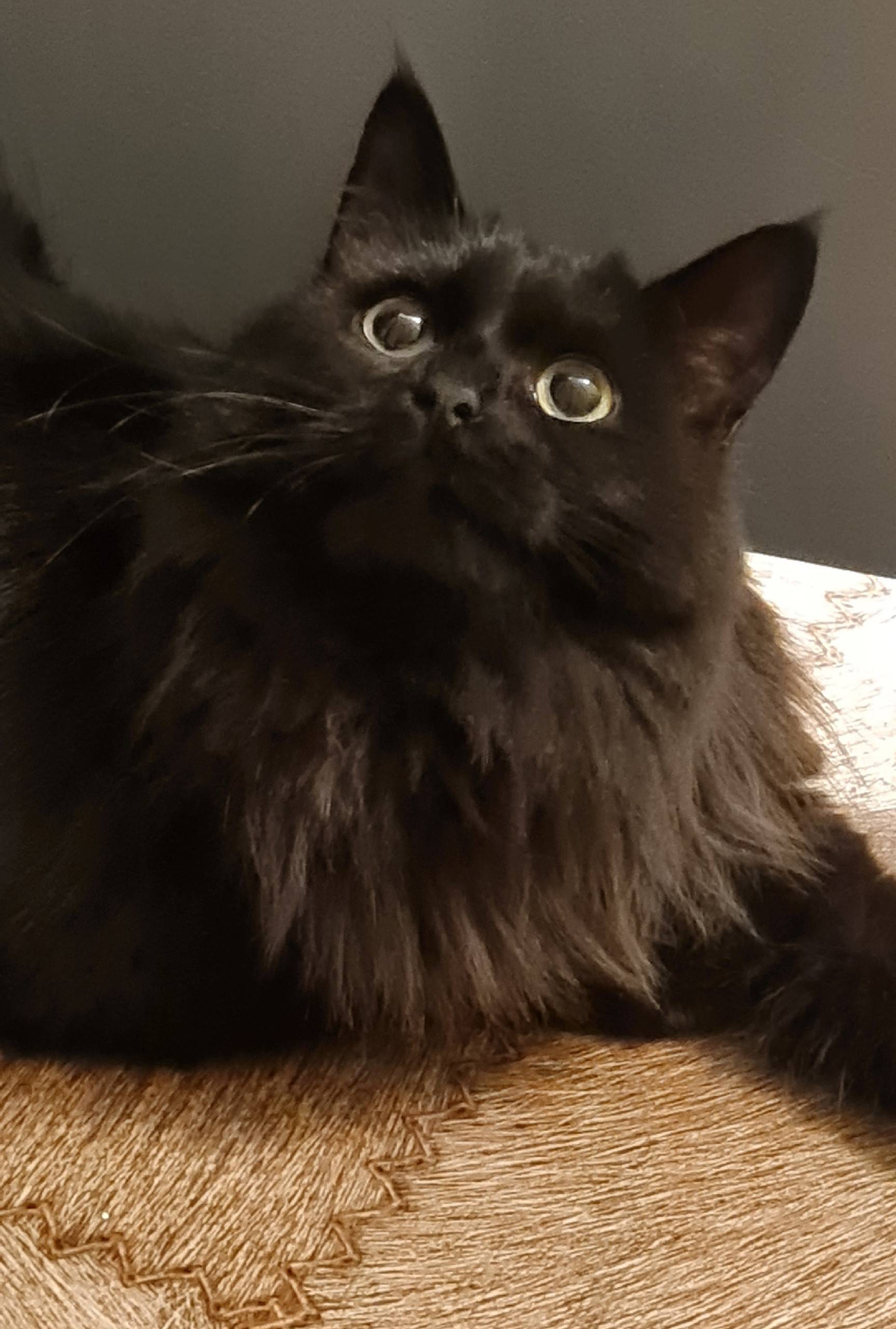 Найдена кошка, улица Бутлерова 30