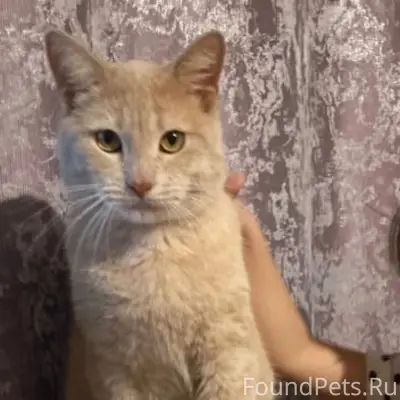 Пропал кот Симба, Октябрьский район