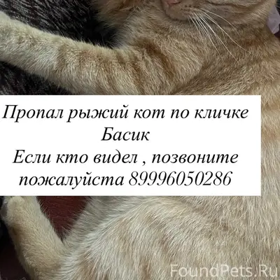 Пропал кот Басик, Заводской район