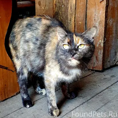 Пропала кошка Мира 6