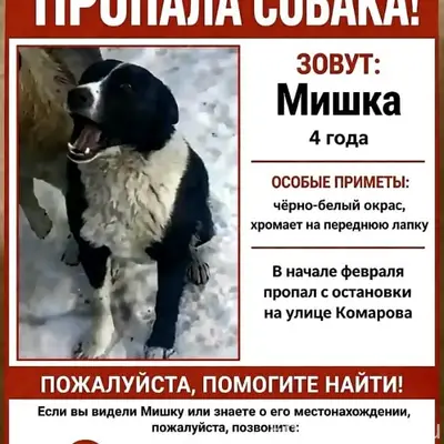 Пропал пёс Мишка, Советский район