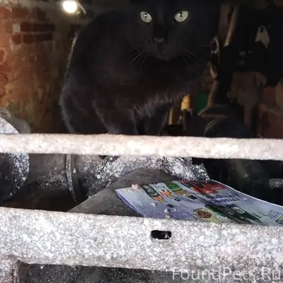 Найден чёрный кот, г. Электросталь
