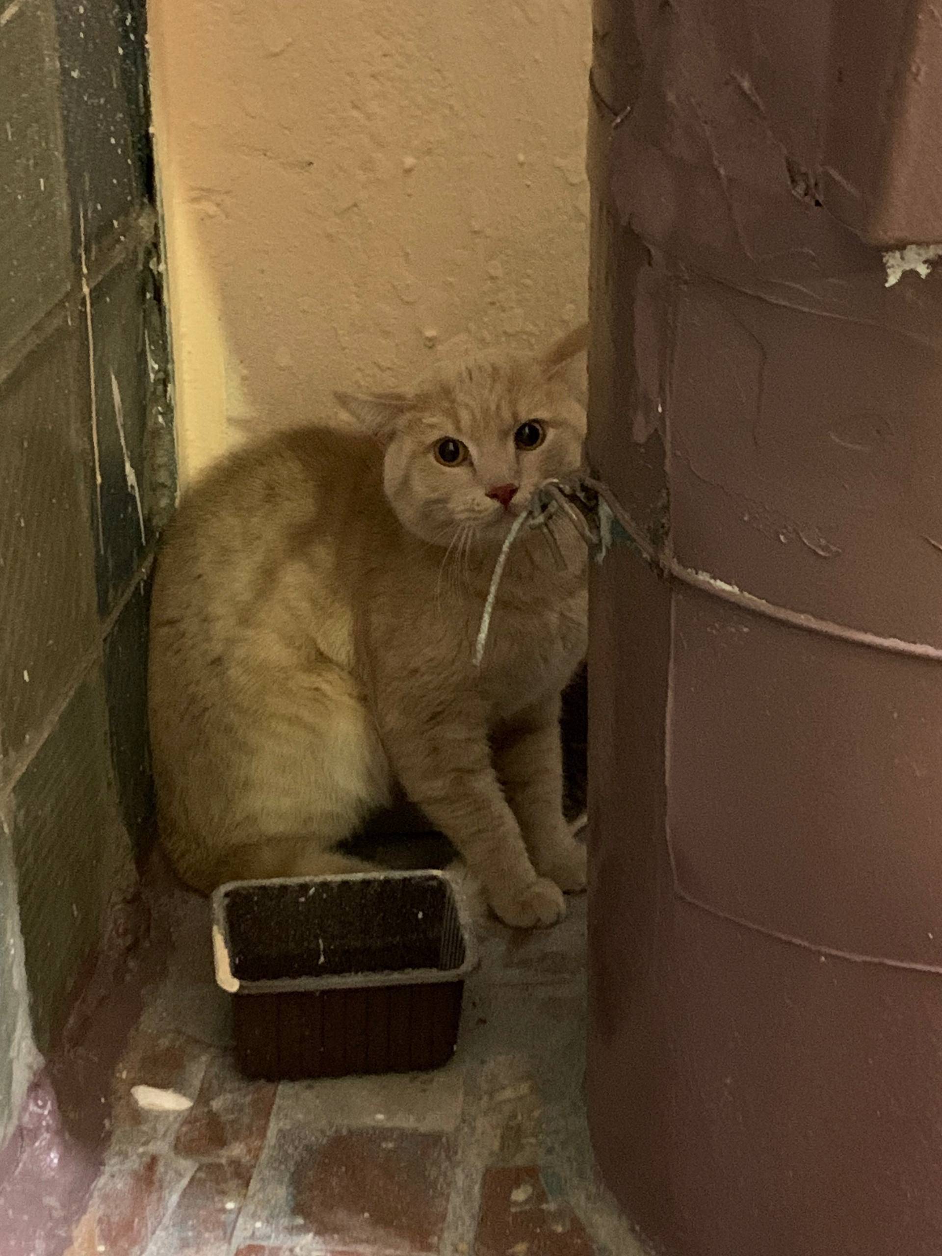 Найдена кошка, Электросталь, ул. Победы