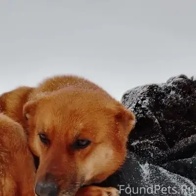 Пропала собака, территория Меридиана (Бархатова), Омск